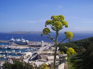 Nature's best communicators