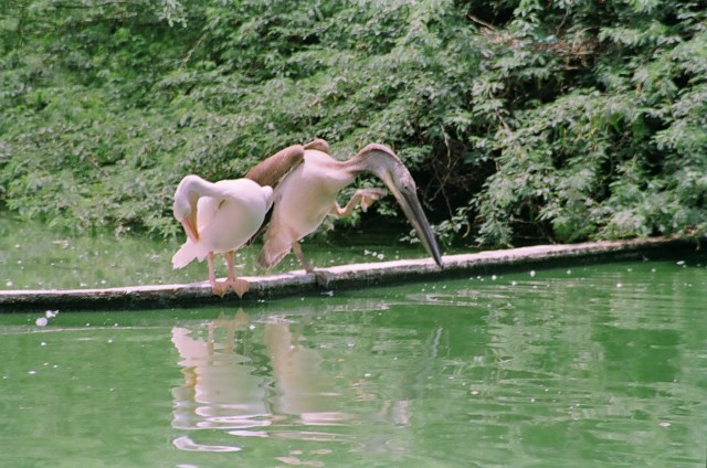 Pelicans at the Zoo..Our favorite Passtime on a Sunday morning...Mamoooo..I am not happy that your passport was found...Now who will take me on his shoulders to watch the Pelicans and Girraffe