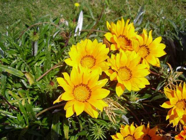 spring-reggatta-tripoli