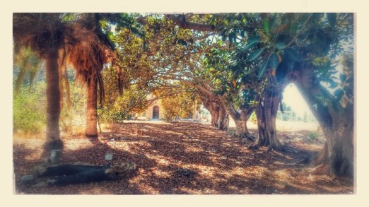 The Cemetery at Mansoura-Tripoli Many intimate links and memories are stored here
