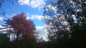 Betty Sutherland trail 