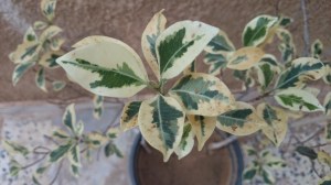 Fresh leaves from a plant I got from Suaani . This was one of our first journeys outside city limits after the second Tripoli uprising of August 2011. Many discussions and memories..see blog- Notes from a Libyan camp http://wp.me/piL5Q-eq