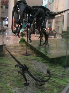 Pearson  international airport exhibit-in collaboration with Royal Ontario Museum