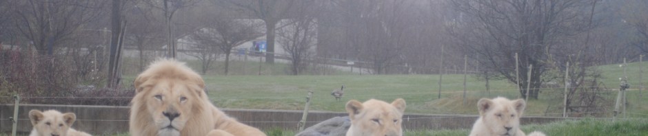 Toronto zoo-2016-June