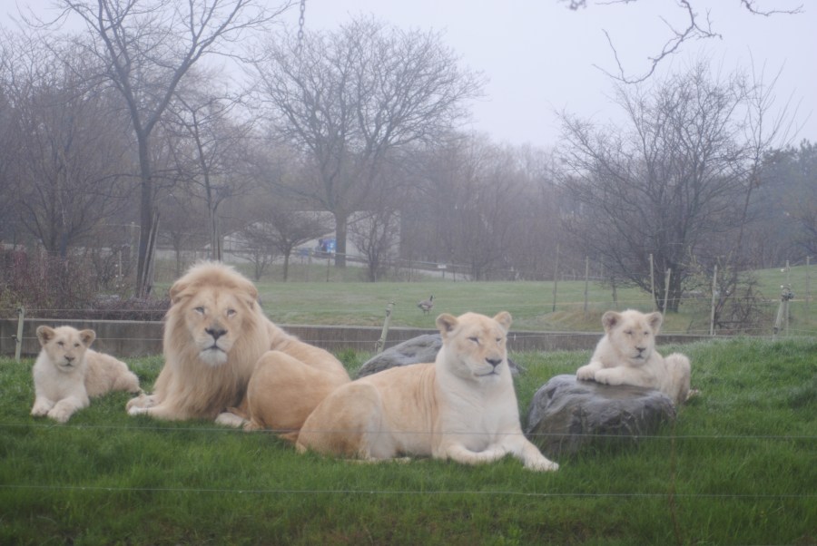 Toronto zoo-2016-June