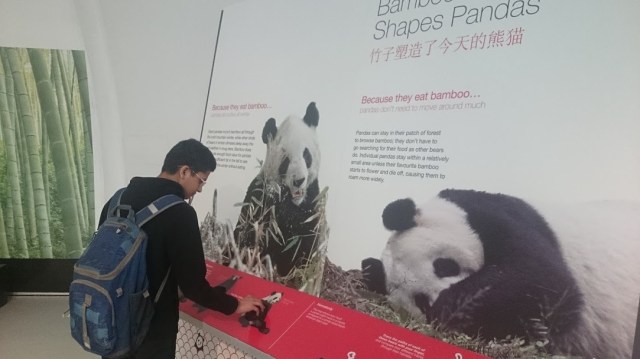 2015-Zoo-Giant Pandas