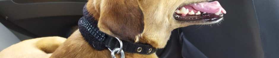 MOTI-PALAM-National Capital Region-Delhi-India-Man's best friend-Jan 2020