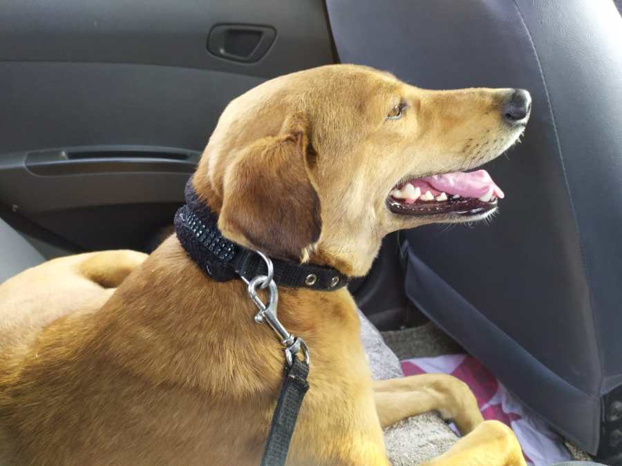 MOTI-PALAM-National Capital Region-Delhi-India-Man's best friend-Jan 2020